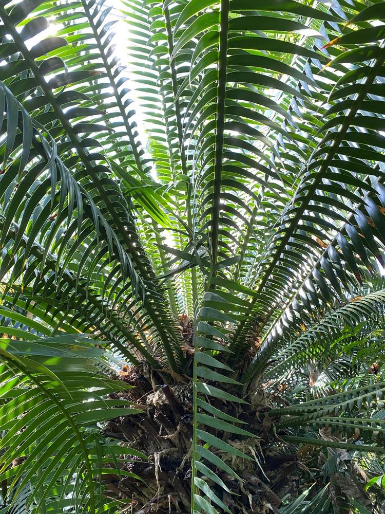 Photo of Giant Dioon (Dioon spinulosum) uploaded by SL_gardener