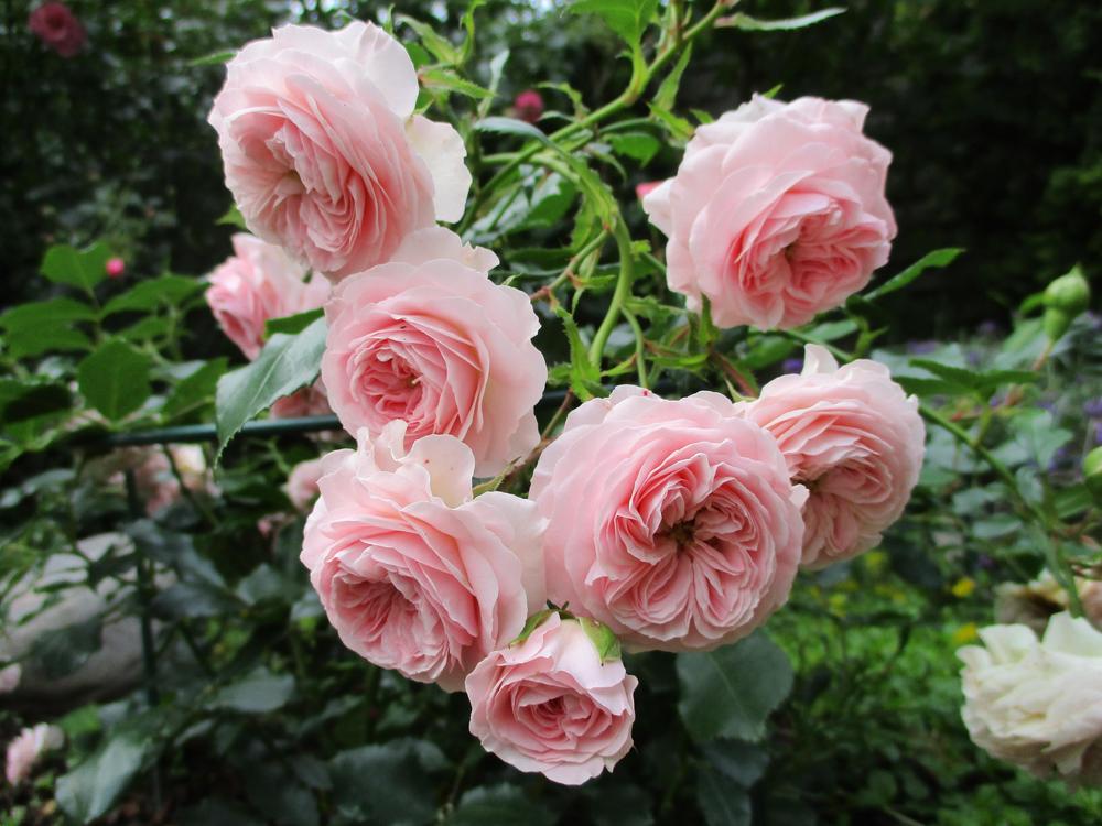 Photo of Rose (Rosa 'Larissa') uploaded by Versicolor