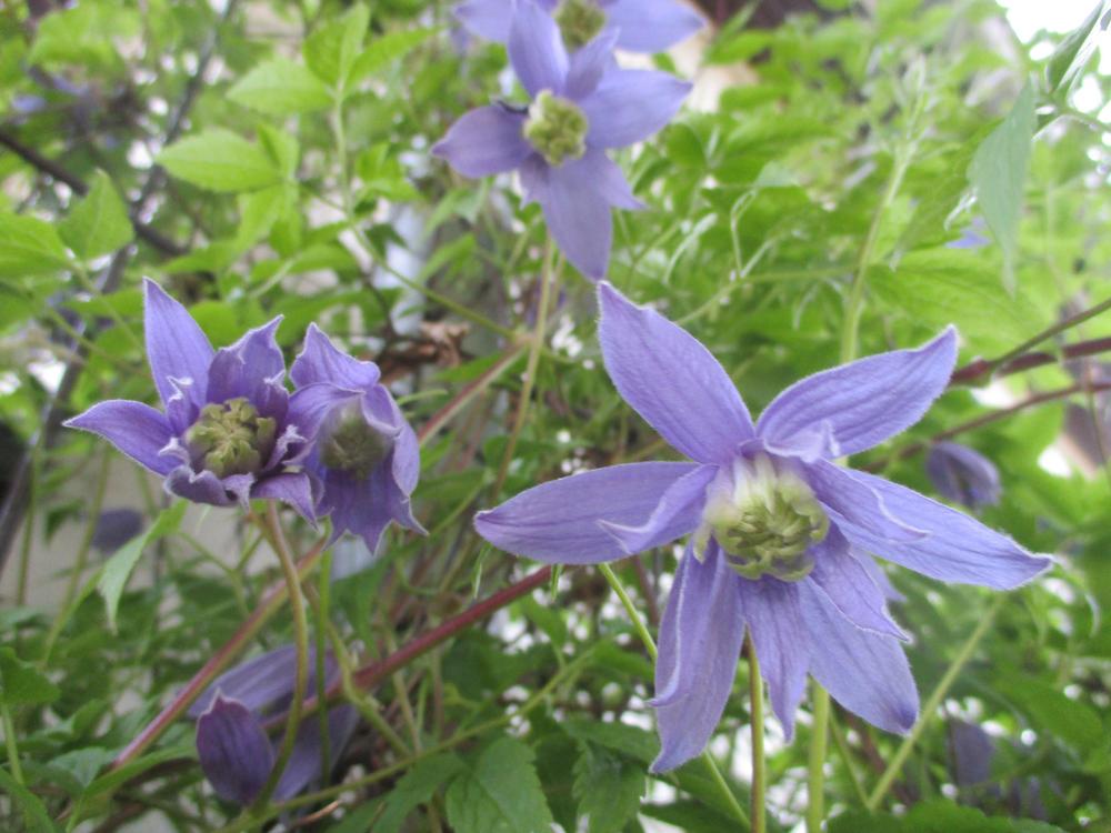 Photo of Clematis (Clematis alpina) uploaded by Versicolor