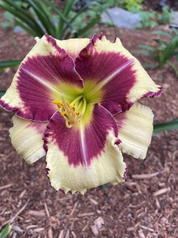 Photo of Daylily (Hemerocallis 'In the Name of the Father') uploaded by Zoia