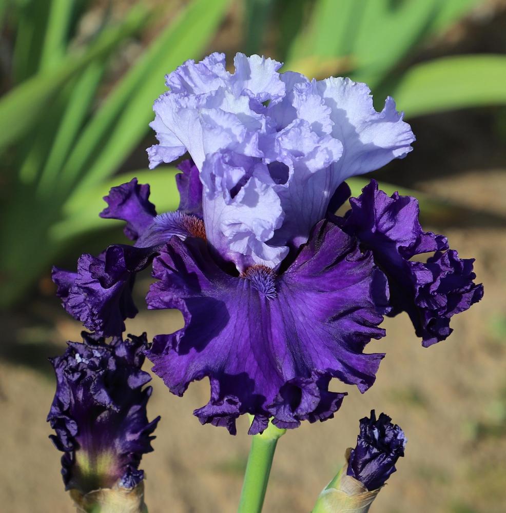 Photo of Tall Bearded Iris (Iris 'Royal Heir') uploaded by ARUBA1334