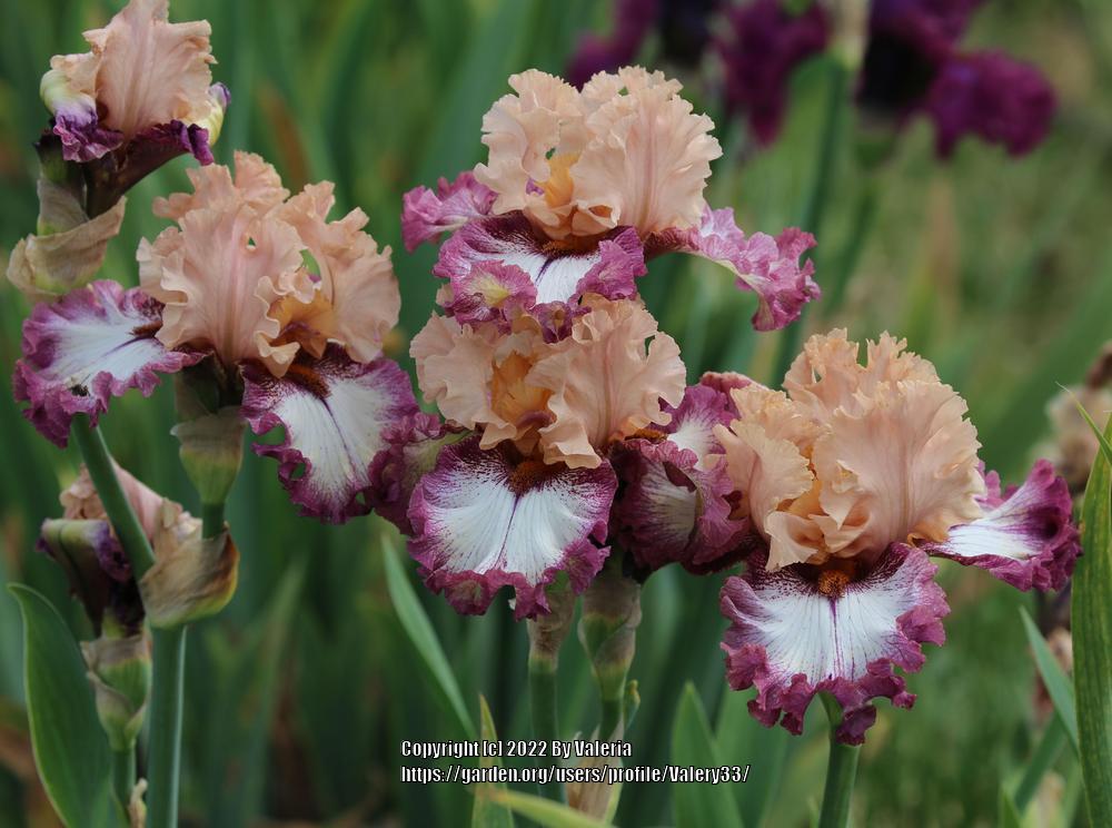 Photo of Tall Bearded Iris (Iris 'All By Design') uploaded by Valery33