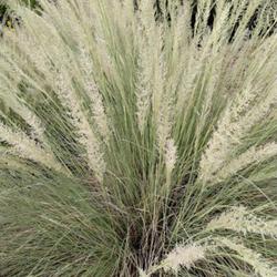 Location: Lady Bird Johnson Wildflower Center, Austin, Texas
Date: 2022-10-14
Love this grass!