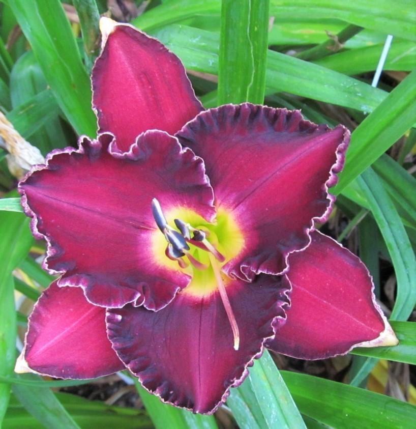 Photo of Daylily (Hemerocallis 'Francis of Assisi') uploaded by Sscape