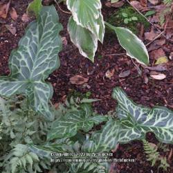 Location: Southern Pines, NC (Boyd House garden)
Date: October 16, 2022
Italian Arum #117 nn; LHB page 187, 29-19-4., "Ancient name."