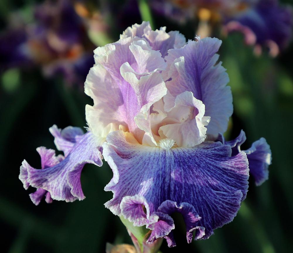 Photo of Tall Bearded Iris (Iris 'Netizen') uploaded by ARUBA1334
