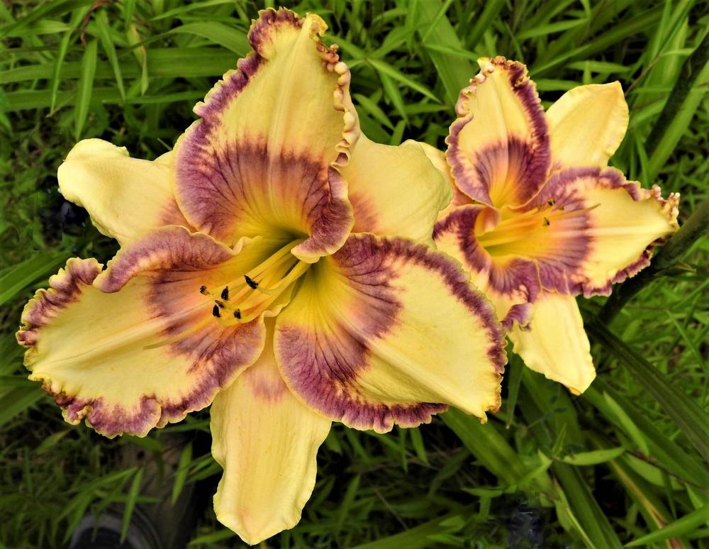 Photo of Daylily (Hemerocallis 'Another Day in Paradise') uploaded by CousinChristie