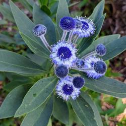 Location: Mendocino (California) Coastal Botanical Gardens 
Date: 2022-10-18
Almost a true blue. Lovely.