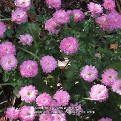 Location: Southern Pines, NC
Date: October 16, 2022
Chrysanthemum #121nn; LHB, 194-11-?, "Greek compound ' golden flo