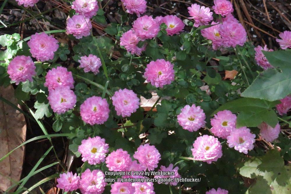 Photo of Chrysanthemum uploaded by WebTucker
