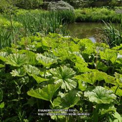 Location: Howick Hall garden, Northumberland, UK
Date: 2014-06-01