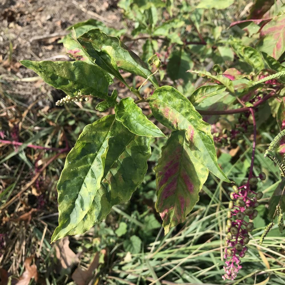 Photo of Pokeweed (Phytolacca americana) uploaded by sedumzz