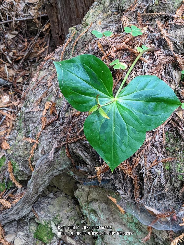 Photo of Trilliums (Trillium) uploaded by NMoasis