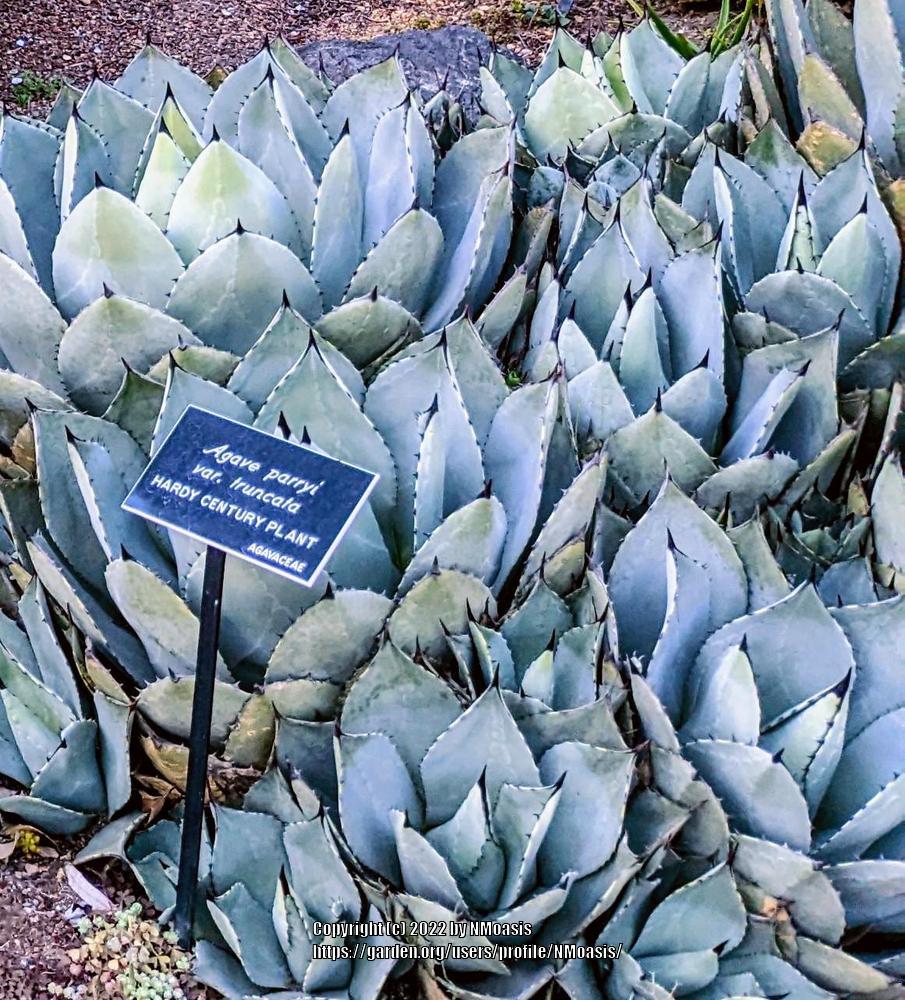 Photo of Artichoke Agave (Agave parryi var. truncata) uploaded by NMoasis
