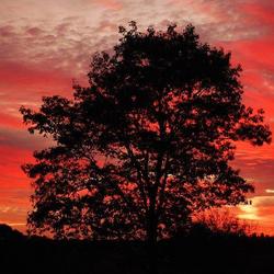 Location: Maine
Sunrise behind the old oak .