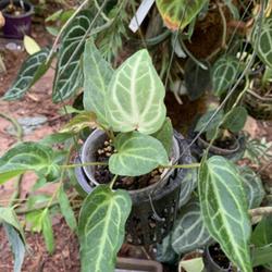 Location: My greenhouse, Florida
Date: 2022
Seed grown hybrid ‘Mehani’ c ‘besseae x magnificum’