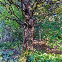 Location: Mendocino (California) Coastal Botanical Gardens 
Date: 2022-10-18
Rich bark texture