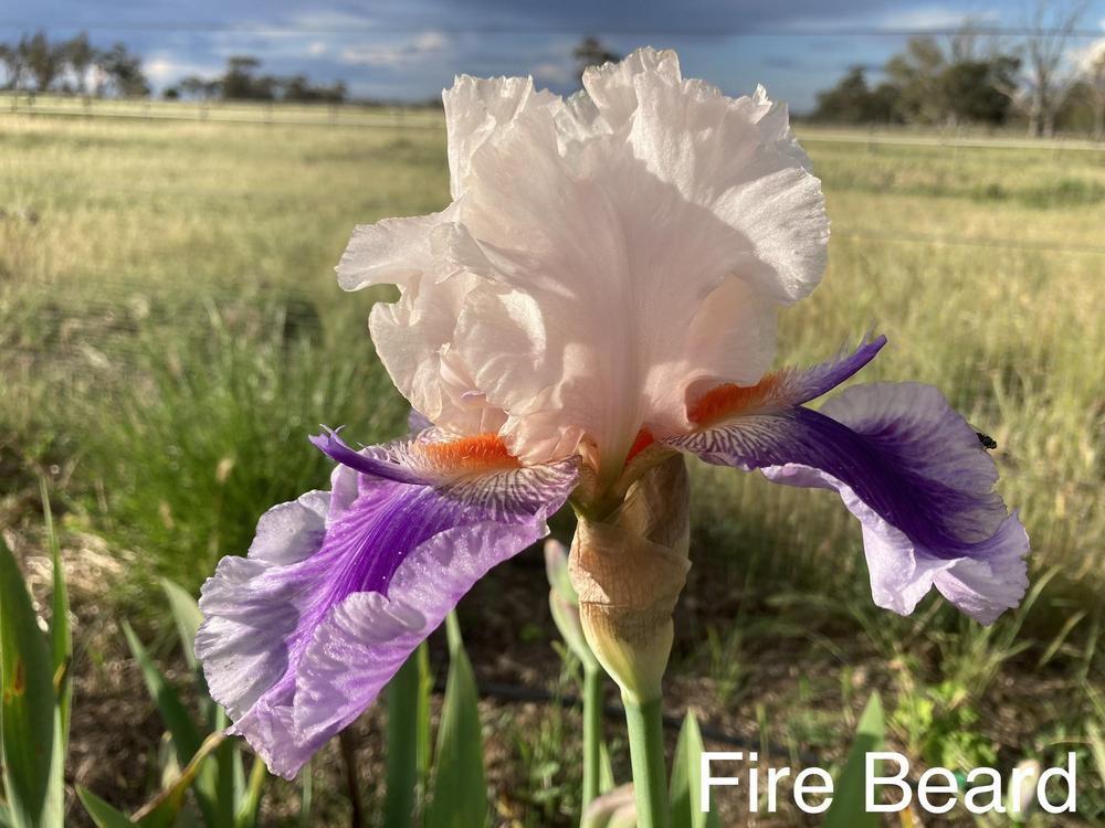 Photo of Tall Bearded Iris (Iris 'Firebeard') uploaded by TullyveaIrisFarm