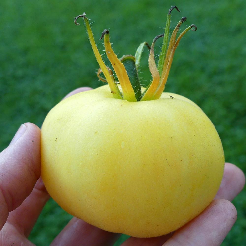 Photo of Tomato (Solanum lycopersicum 'Wapsipinicon Peach') uploaded by molanic