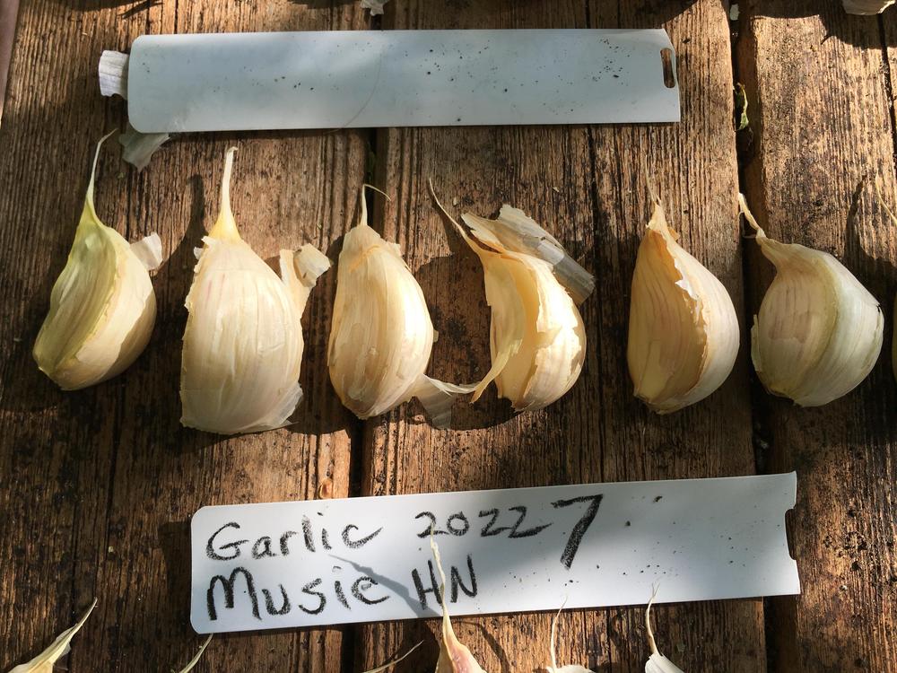 Photo of Garlic (Allium sativum 'Music') uploaded by antsinmypants