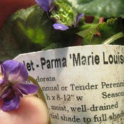 Location: Toronto, Ontario
Date: 2022-10-21
Violet (Viola odorata 'Marie Louise') flowers.