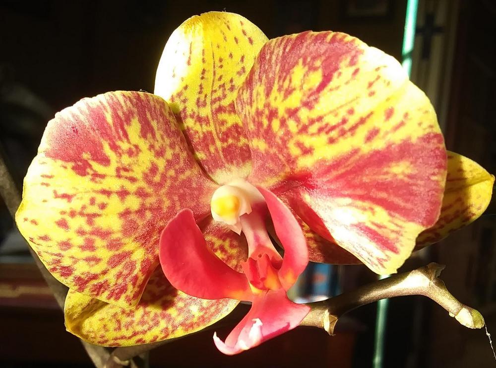 Photo of Moth Orchid (Phalaenopsis) uploaded by purpleinopp