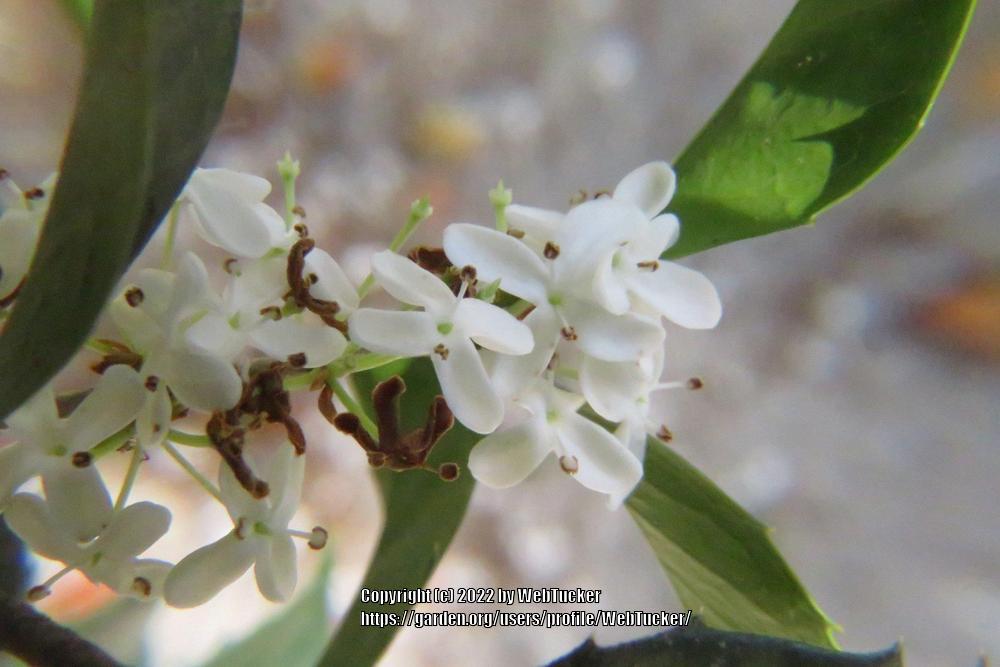 Photo of Tea Olive (Osmanthus fragrans) uploaded by WebTucker