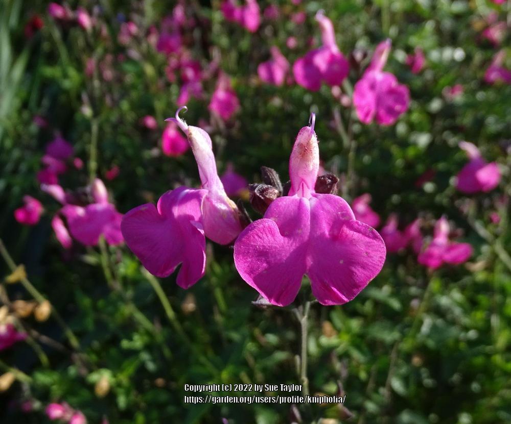 Photo of Salvia (Salvia microphylla 'Vevina') uploaded by kniphofia