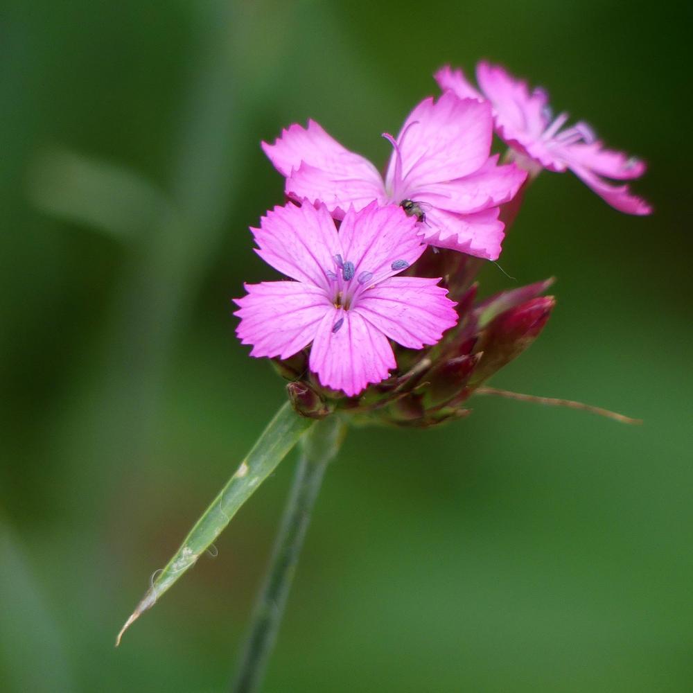 Photo of Clusterhead Pink (Dianthus carthusianorum) uploaded by molanic