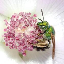 Location: Illinois, US
Date: 2021-06-29
#Pollination by Sweat Bee
