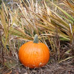 Location: my garden in Dawsonville, GA (zone 7b north Geogia mountains)
Date: 2022-10-25
Add a pumpkin to the drying leaves for a great autumn decoration
