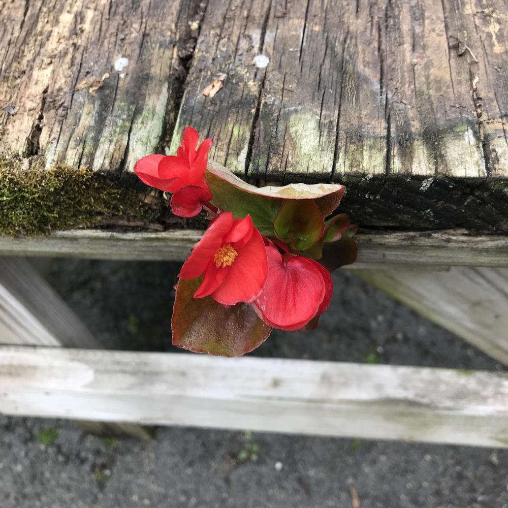 Photo of Wax Begonia (Begonia cucullata) uploaded by sedumzz