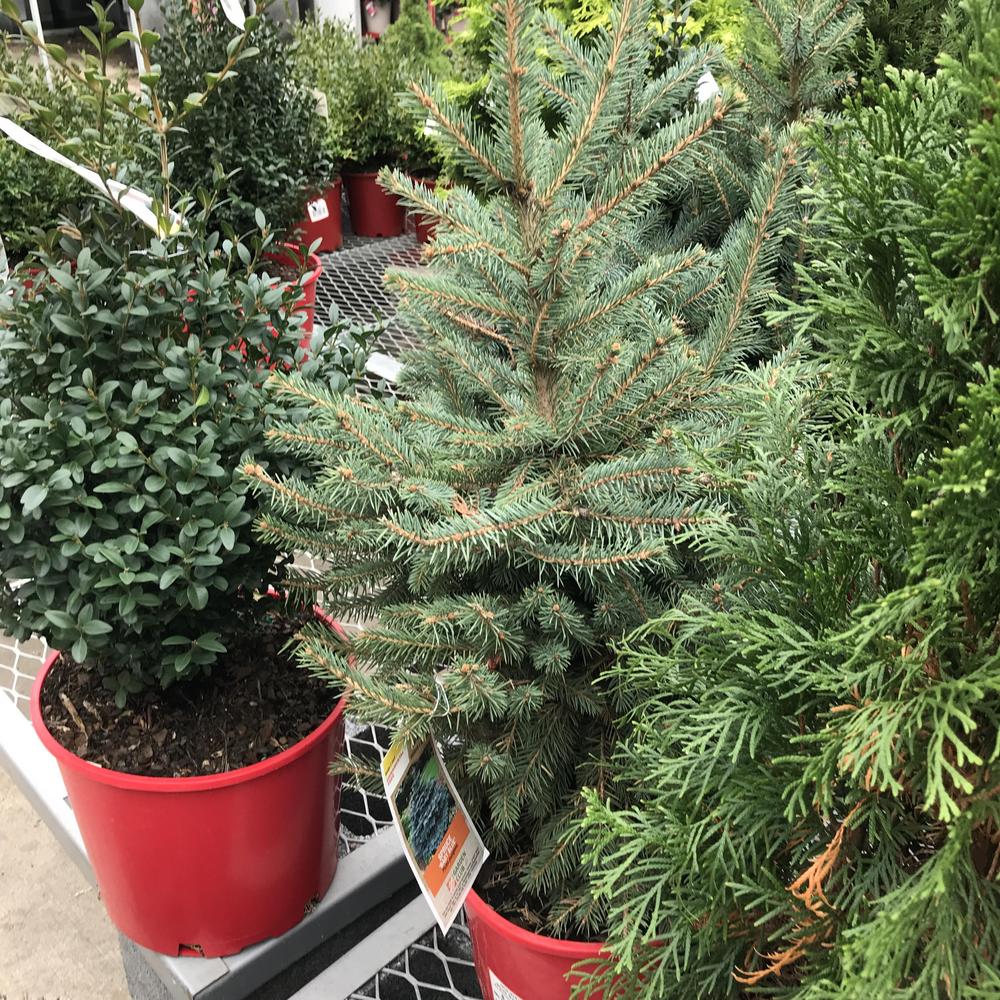 Photo of Blue Spruce (Picea pungens Baby Blue®) uploaded by sedumzz