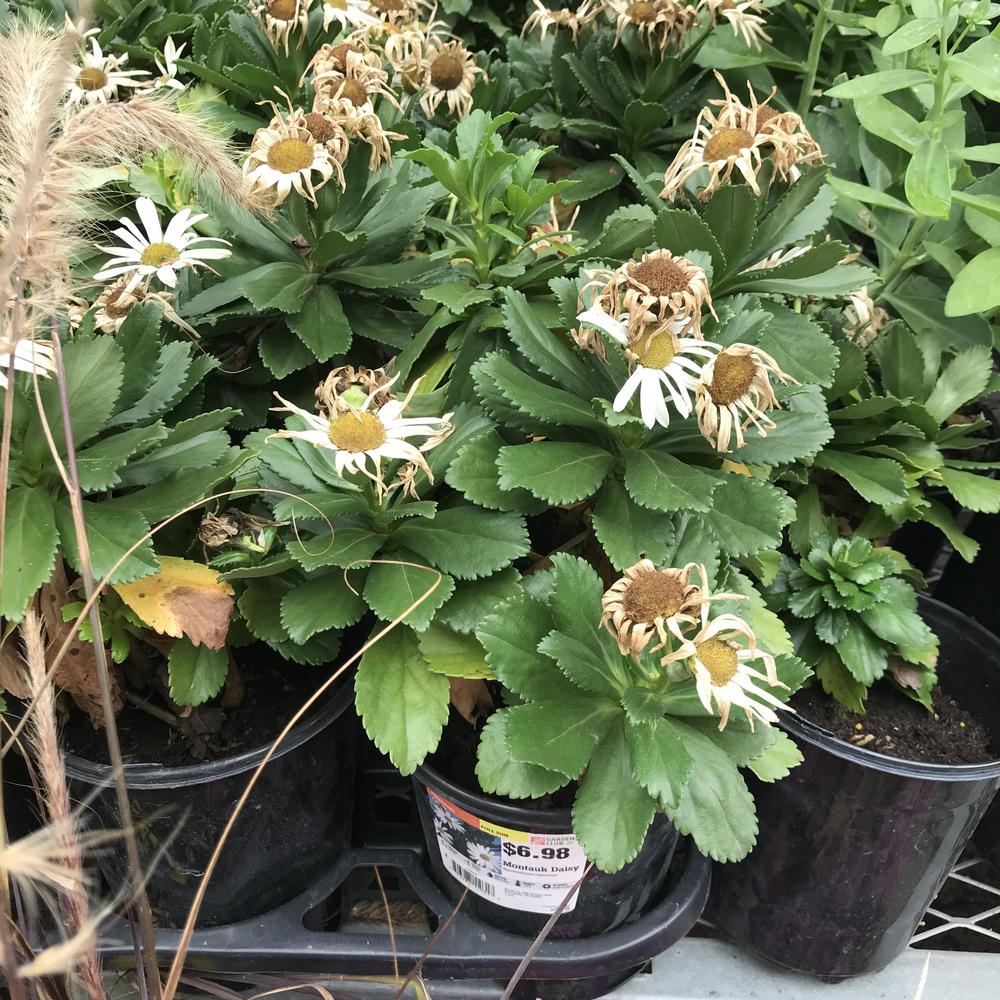 Photo of Montauk Daisy (Nipponanthemum nipponicum) uploaded by sedumzz