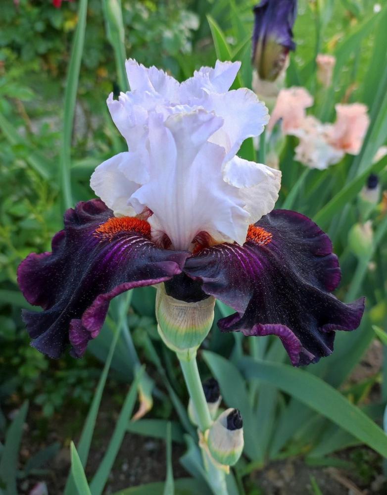 Photo of Tall Bearded Iris (Iris 'Starring') uploaded by JozicaPL