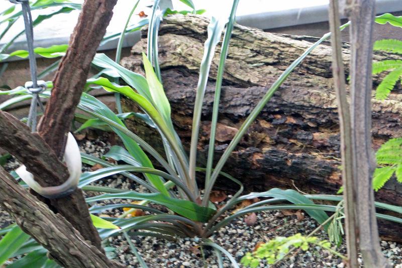 Photo of Spider Plant (Chlorophytum comosum) uploaded by RuuddeBlock