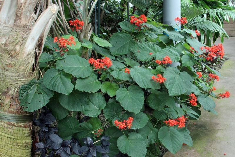 Photo of Flaming Glory Bower (Clerodendrum speciosissimum) uploaded by RuuddeBlock