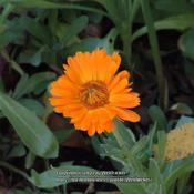 Pot marigold #130 nn; LHB p. 1016, 194-67-1, "Latin, 'calende', t