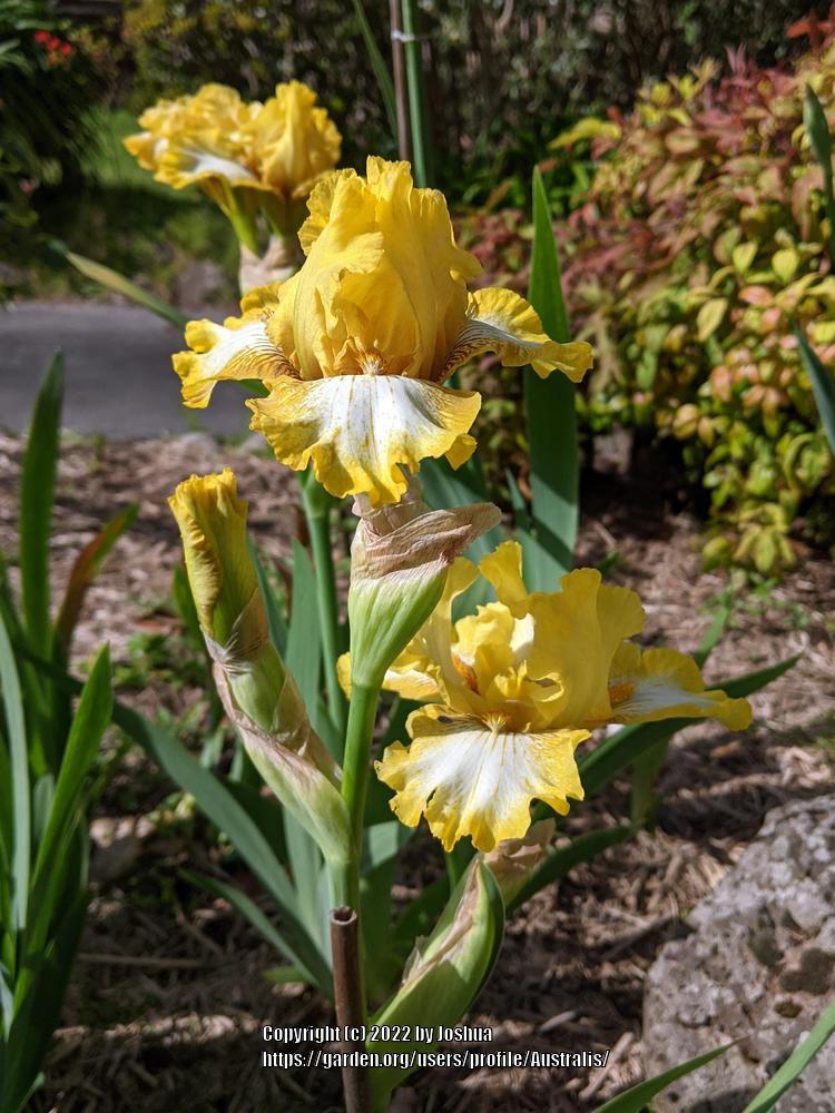 Photo of Intermediate Bearded Iris (Iris 'Honey Edge') uploaded by Australis