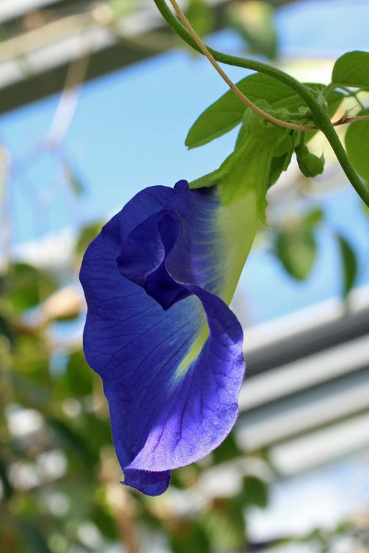 Photo of Butterfly Pea (Clitoria ternatea) uploaded by RuuddeBlock