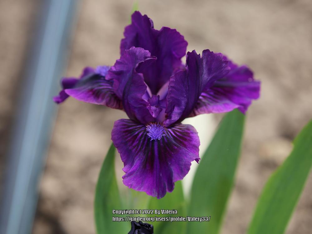 Photo of Standard Dwarf Bearded Iris (Iris 'Vechernii Illiuzion') uploaded by Valery33