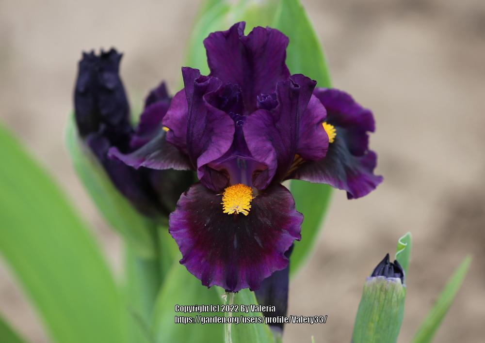 Photo of Standard Dwarf Bearded Iris (Iris 'Cheery Hollow') uploaded by Valery33