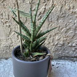 Location: My garden in Tampa, Florida
Date: 2022-10-22
My clearance rescue Sansevieria ‘Francisii’