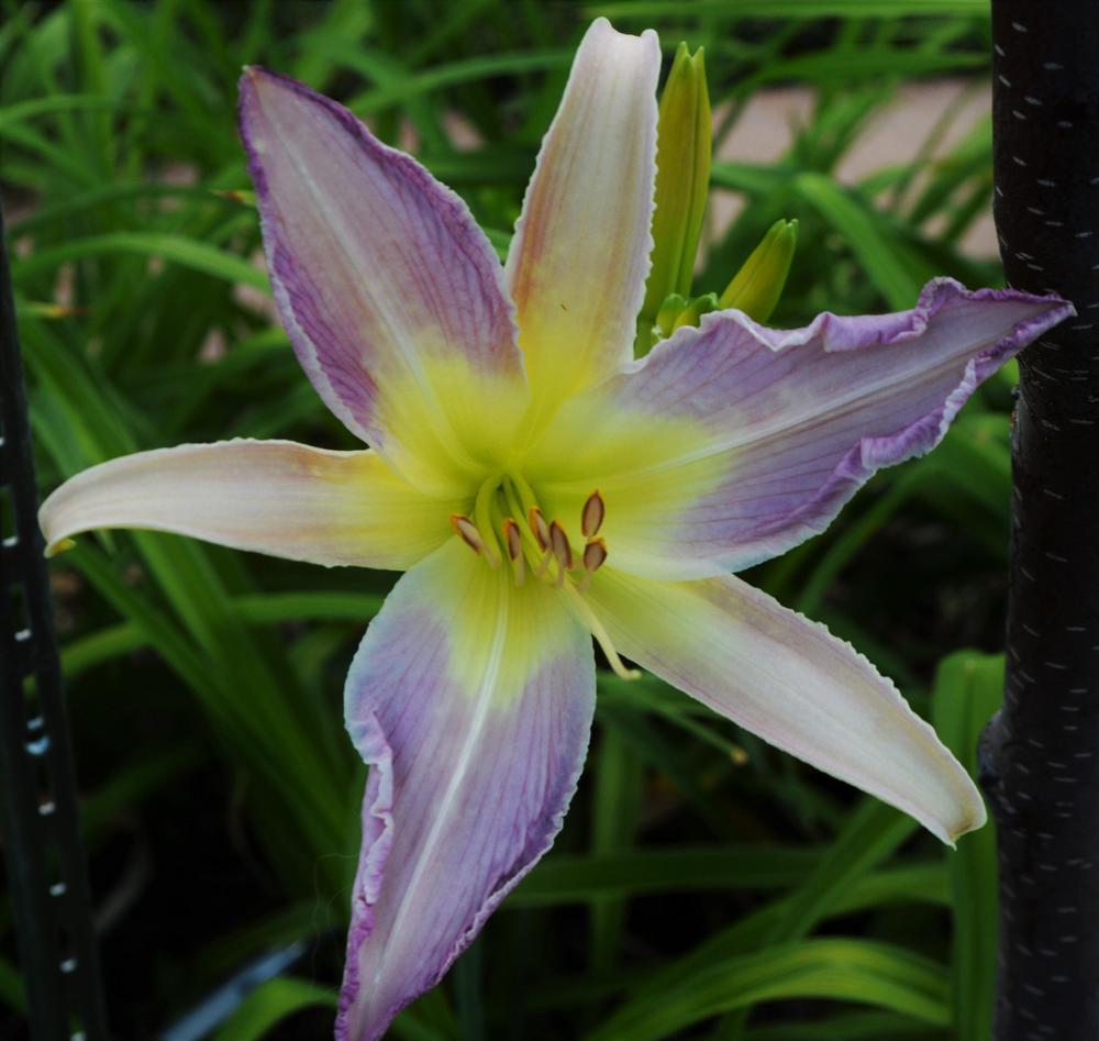 Photo of Daylily (Hemerocallis 'Heavenly Lavender Dreams') uploaded by LaceyLou