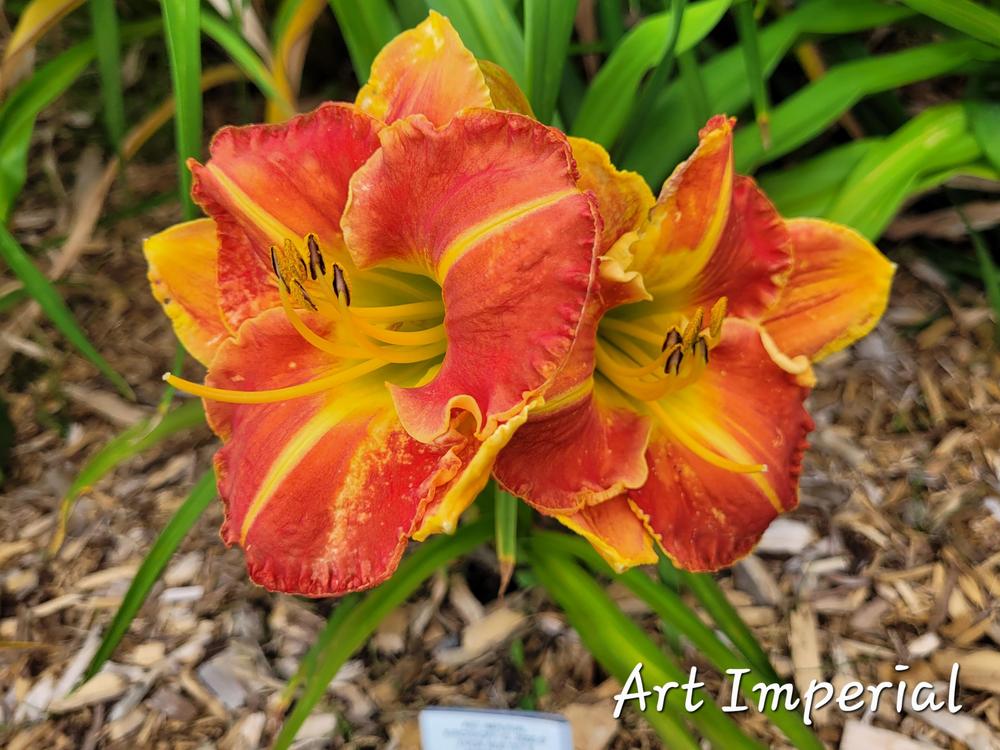 Photo of Daylily (Hemerocallis 'Art Imperial') uploaded by QueenBee99