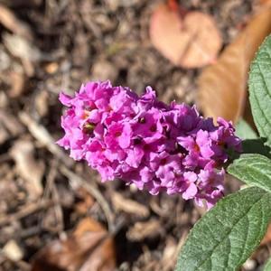 A truly tiny (1 ft tall!) buddleja with bright pink flowers