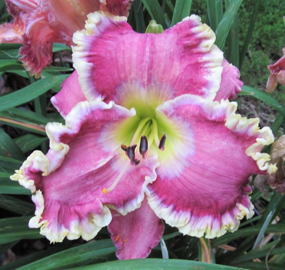 Photo of Daylily (Hemerocallis 'All Things to All Men') uploaded by Sscape