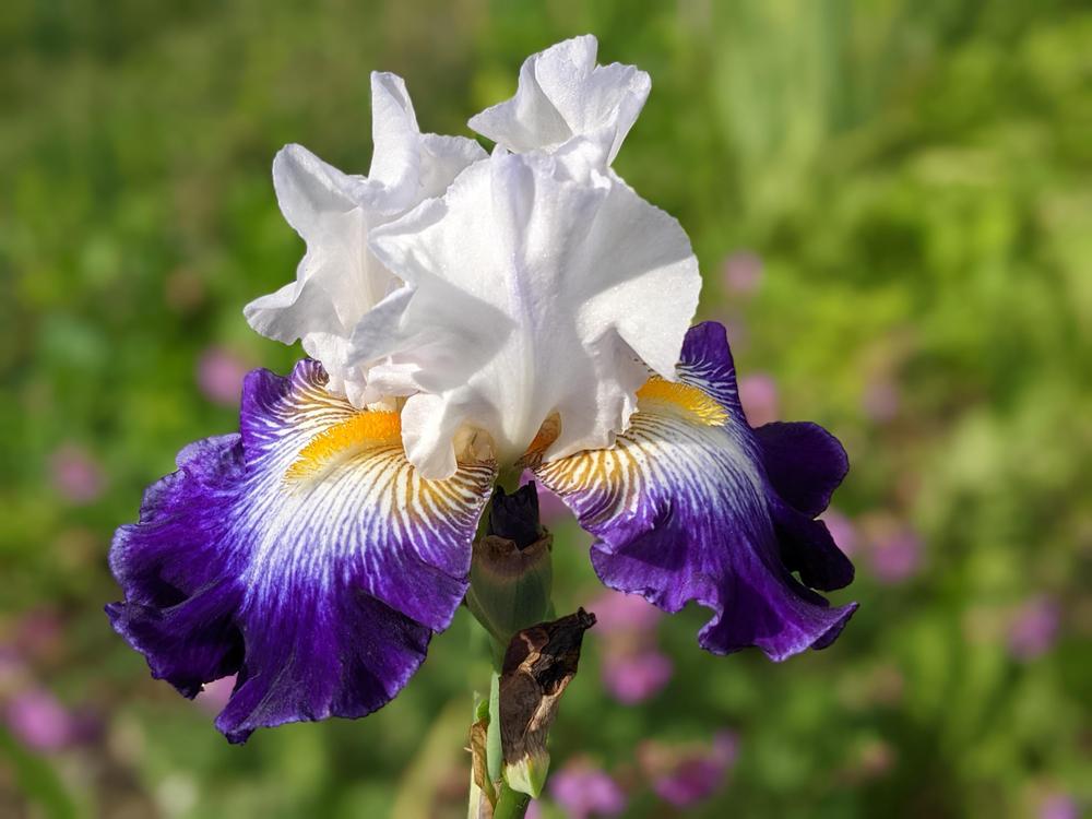 Photo of Tall Bearded Iris (Iris 'Flash of Light') uploaded by MamaFan