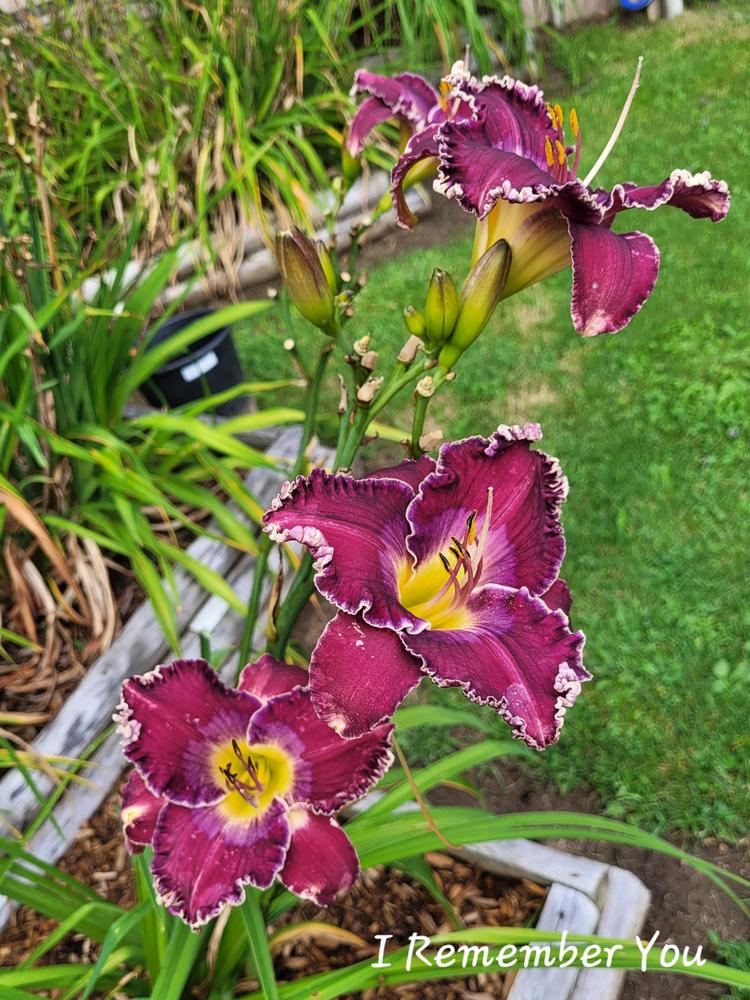 Photo of Daylily (Hemerocallis 'I Remember You') uploaded by QueenBee99