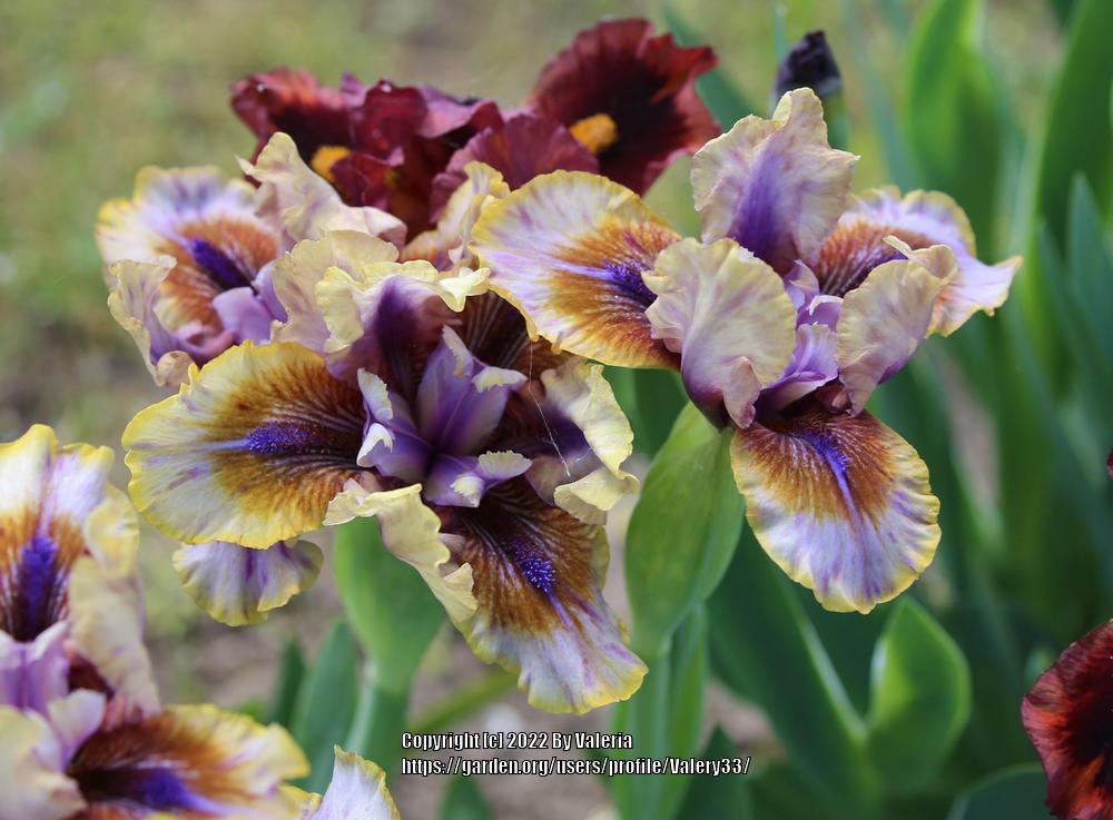 Photo of Standard Dwarf Bearded Iris (Iris 'Guise') uploaded by Valery33